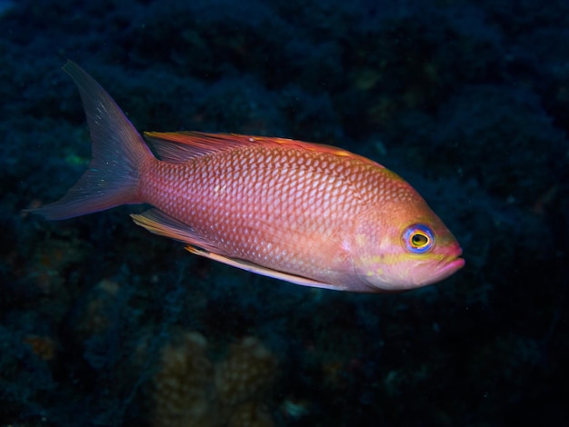 Unterwasserbild von Anthias-Fischen im Mittelmeer