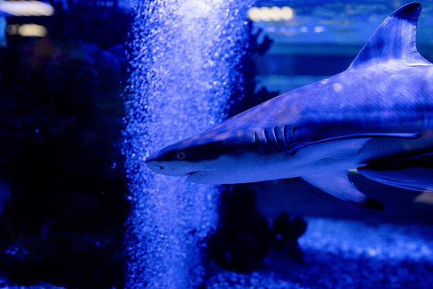 Foto unterwasserbild von kleinen haien, die im aquarium schwimmen