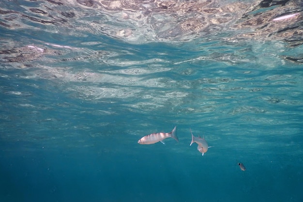 Unterwasserblauer Hintergrund Wasseroberfläche und Fische