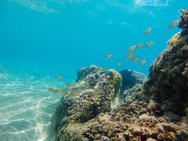 Unterwasserblick auf das Ionische Meer