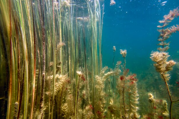 Unterwasserflora Unterwasserlandschaft