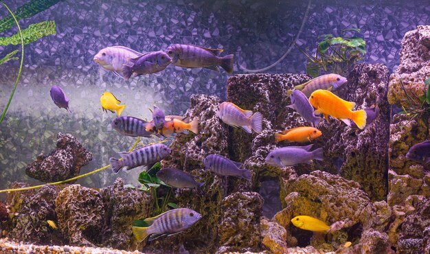 Unterwasserfotografie der Fische Maylandia estherae und Protomelas fenestratus in Nahaufnahme