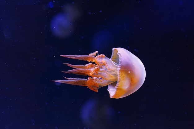 Unterwasserfotografie der wunderschönen Flammenmeduse Rhopilema esculentum in der Nähe