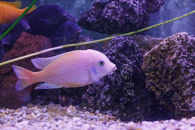 Unterwasserfotografie von Fischen Protomelas fenestratus Nahaufnahme