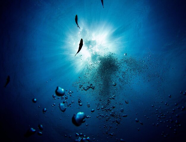 Foto unterwasserfotografie
