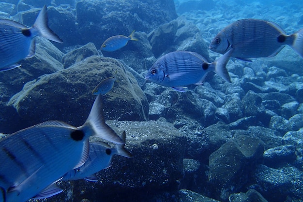 Unterwasserfotos von Tauchen im Atlantischen Ozean neben den Kanarischen Inseln