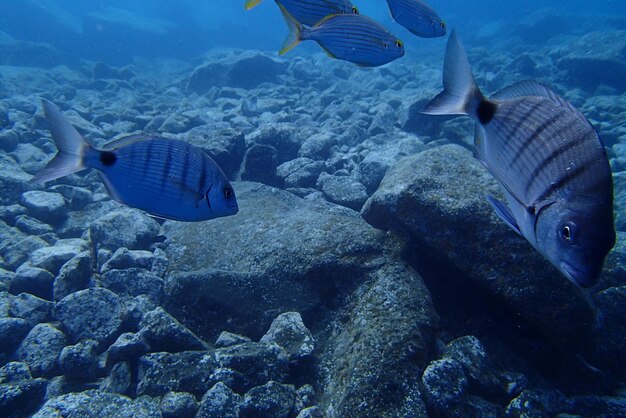 Unterwasserfotos von Tauchen im Atlantischen Ozean neben den Kanarischen Inseln