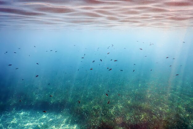 Unterwasserhintergrund mit Algen und Fisch