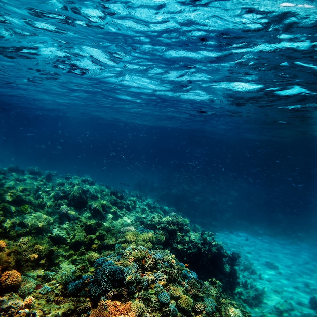 Unterwasserkorallenriff am Roten Meer