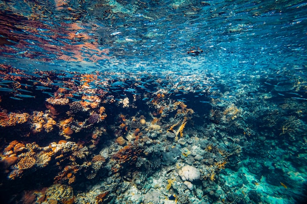 Unterwasserkorallenriff am Roten Meer