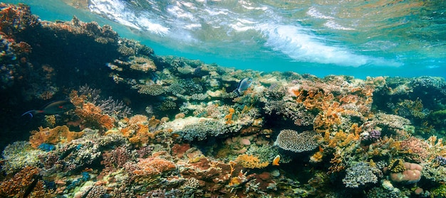 Unterwasserkorallenriff am Roten Meer