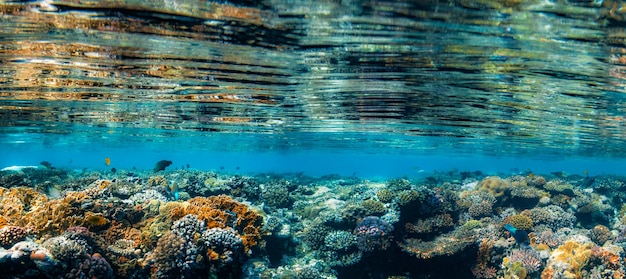 Unterwasserkorallenriff am Roten Meer