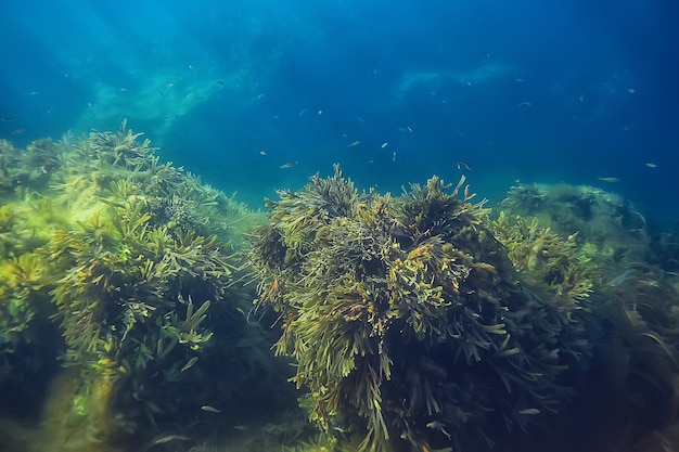 Unterwasserlandschaft Riff mit Algen, Meer Nord, Blick in das Ökosystem des kalten Meeres