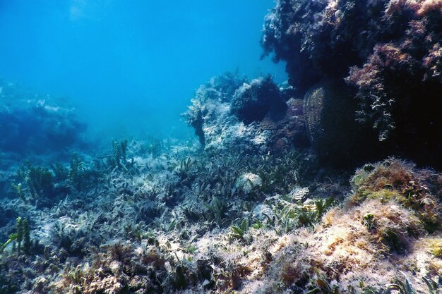 Unterwasserlandschaftsriff mit Algen, blauer Unterwasserhintergrund