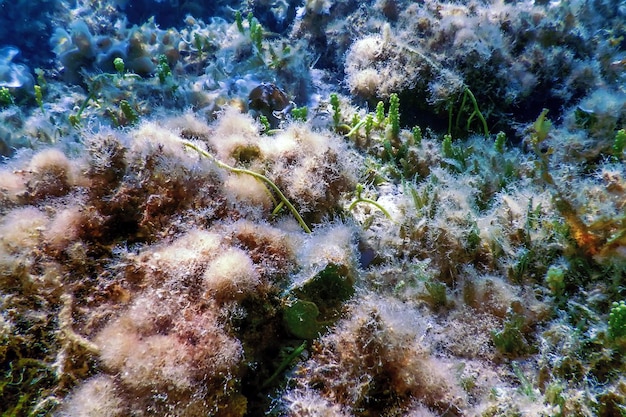 Foto unterwasserlandschaftsriff mit algen, blauer unterwasserhintergrund