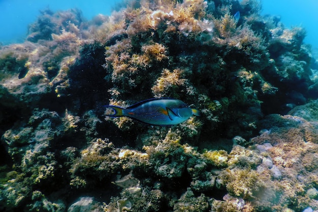 Unterwasserlandschaftsriff mit Algen, blauer Unterwasserhintergrund
