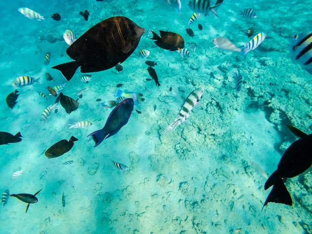 Unterwasserleben mit Fischen im Roten Meer