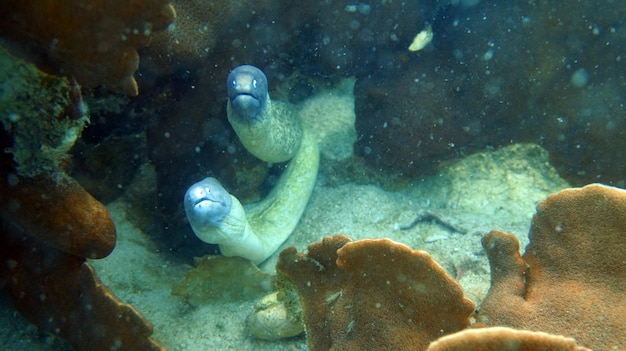 Foto unterwasserlebewesen