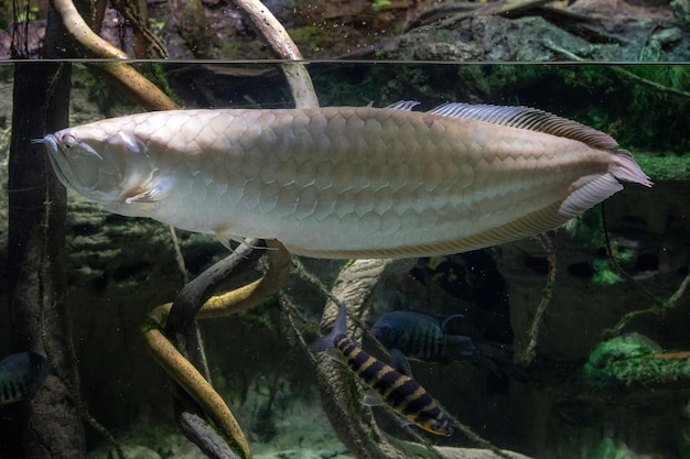 Unterwasserporträt der silbernen Arawana-Fische