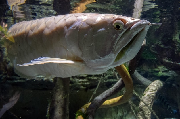 Unterwasserporträt der silbernen Arawana-Fische