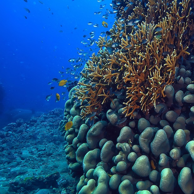 Unterwasserschwamm Meereslebewesen / Korallenriff Unterwasserszene abstrakte Ozeanlandschaft mit Schwamm