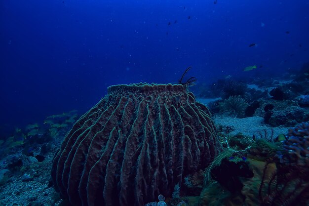 Unterwasserschwamm Meereslebewesen / Korallenriff Unterwasserszene abstrakte Ozeanlandschaft mit Schwamm