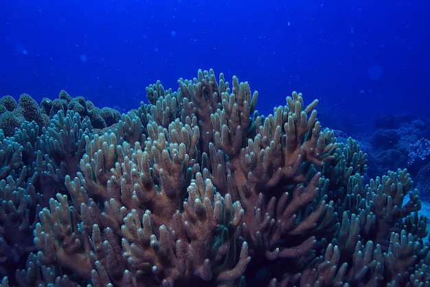 Unterwasserschwamm Meereslebewesen / Korallenriff Unterwasserszene abstrakte Ozeanlandschaft mit Schwamm