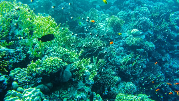 Unterwasserstrand des Roten Meeres. Unterwasserwelt in klarem Wasser Korallen fischen Plankton