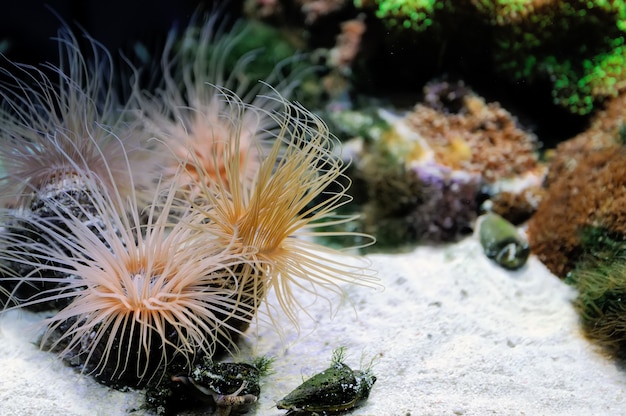 Unterwasserszene, die verschiedene bunte Fische beim Schwimmen zeigt