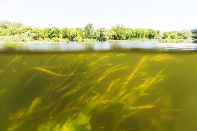 Unterwasserszene im Sommerfluss