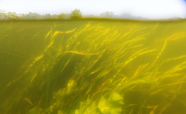 Unterwasserszene im Sommerfluss