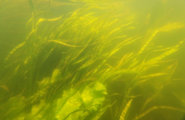 Unterwasserszene im Sommerfluss