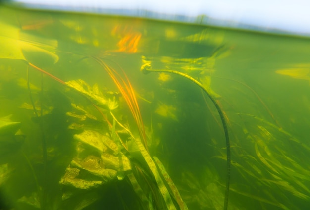 Unterwasserszene im Sommerfluss