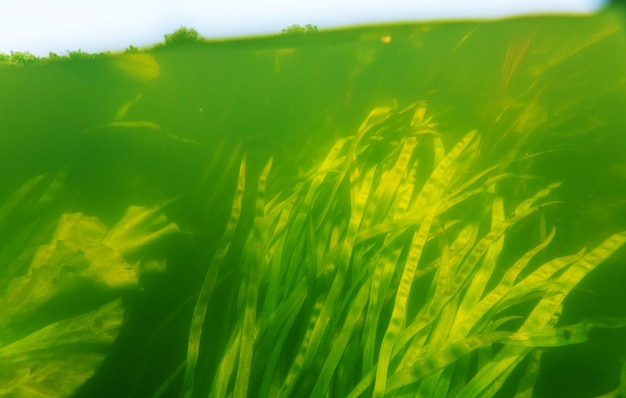 Unterwasserszene im Sommerfluss