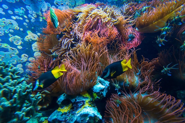 Unterwasserszene Korallenriff-Fischgruppen im klaren Meerwasser