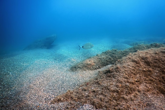 Unterwasserszene Sonnenlicht Fisch Unterwasserleben