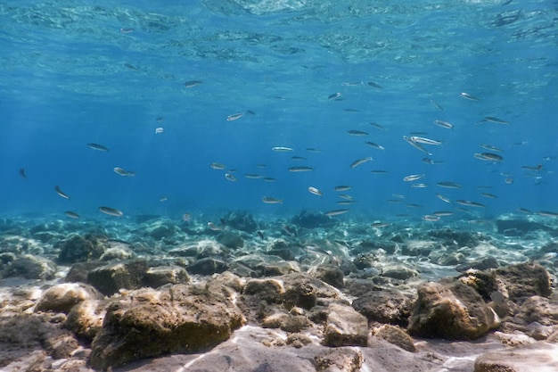 Unterwasserszene Sonnenlicht, Fische und Wasseroberfläche. Unterwasserleben.