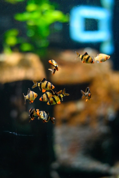 Unterwasserwelt Exotische Fischfische in einem Aquarium