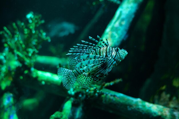 Unterwasserwelt Rotfeuerfische in einem Aquarium