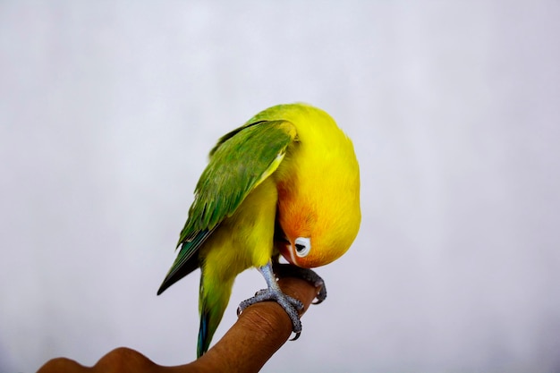 Unzertrennlicher Vogel ist sehr schön, komplett auf dem Finger eines Mannes stehend