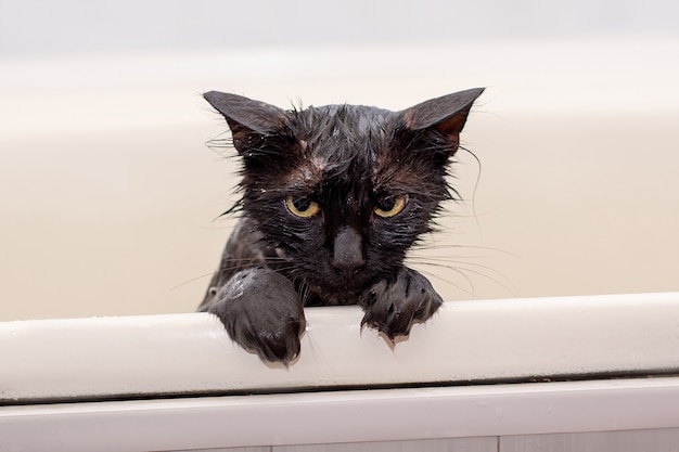 Unzufriedene nasse schwarze Katze baden