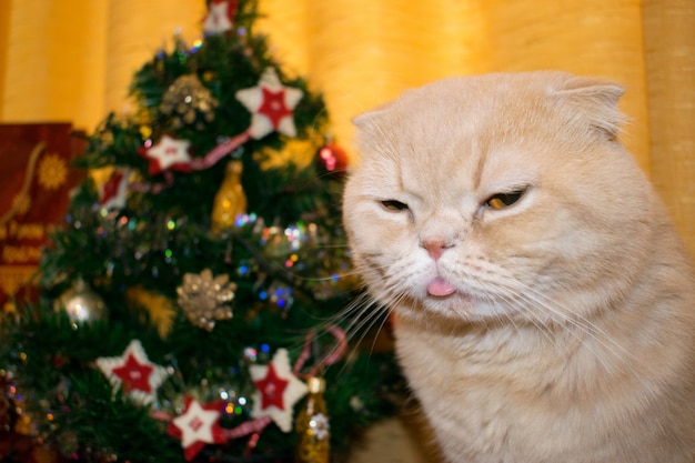 Unzufriedene verärgerte Katze nahe Weihnachtsbaum des neuen Jahres