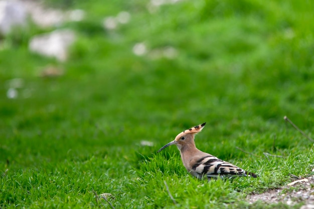 Upupa epops der Wiedehopf ist eine bucerotiforme Vogelart aus der Familie der Upupidae