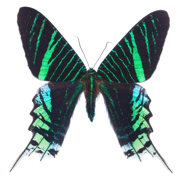 Foto urania leilus schmetterling lokalisiert auf weiß