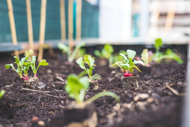 Urban Gardening Frisches Radieschengemüse und Kräuter auf fruchtbarer Erde im eigenen Gartenhochbeet pflanzen