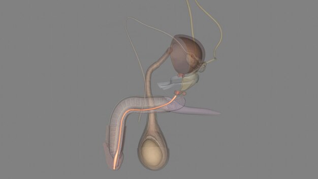 La uretra esponjosa es la parte más larga de la uretra masculina y está contenida en el cuerpo esponjoso del pene.