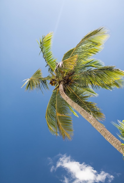 Urlaub, Natur und Hintergrundkonzept - Palme über blauem Himmel mit weißen Wolken