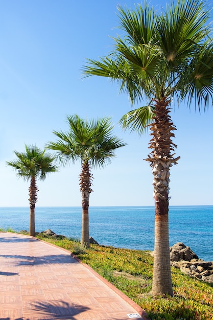 Urlaubs- und Reisekonzept - schöne Palmen am Sommerstrand