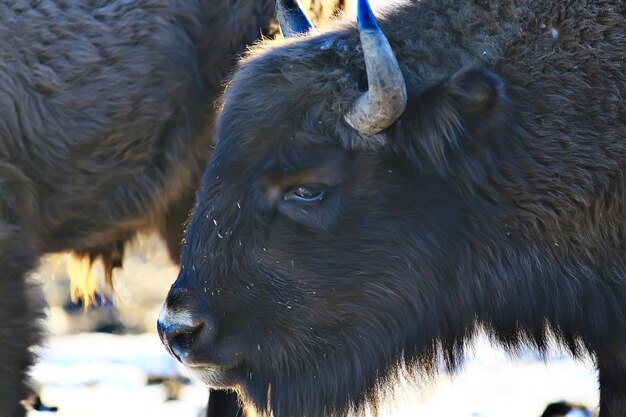 Uro bisonte en la naturaleza / temporada de invierno, bisontes en un campo nevado, un gran toro bufalo