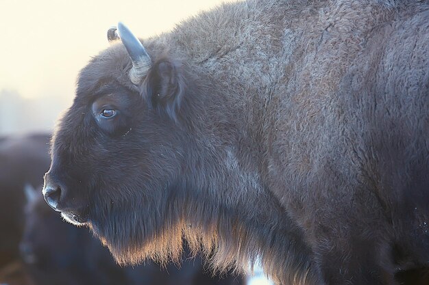 Uro bisonte en la naturaleza / temporada de invierno, bisontes en un campo nevado, un gran toro bufalo